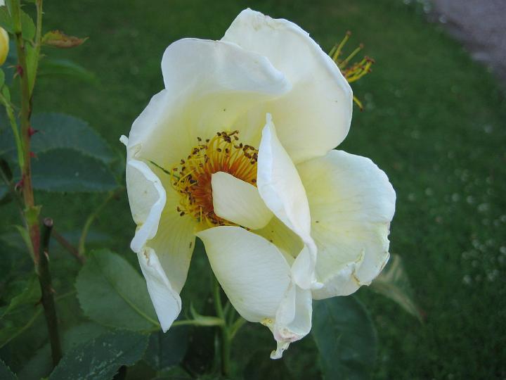 Golden Wings 6.jpg - GOLDEN WINGS ((1956) 150 cm (Soeur Thérèse) x (R.Spinosissima altaica x Ormiston Roy) 
Modern buskros  Blommor är stora enkla gullvivegula liknande blommor (10-12 cm). Blommorna är gyllengula med mahognyfärgade knappar och blommar med starkt doftande.  Blommar rikligt med en angenäm  frisk tedoft under tiden juli-senhösten. Det bildas snabbt många  nypon, så den får man titta till mest varje dag och nypa av överblommade rosor på. Annars tar nyponen kraften från nya skott och ny blomning. Storlek: 2.0x1.8m. Zon IV.